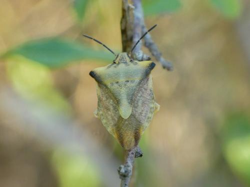 Réf. 309 719 : Carpocoris fuscispinus
